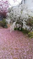 桜の花びらと雪柳