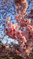 今年の桜　陽光桜